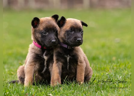 Malinois Welpen