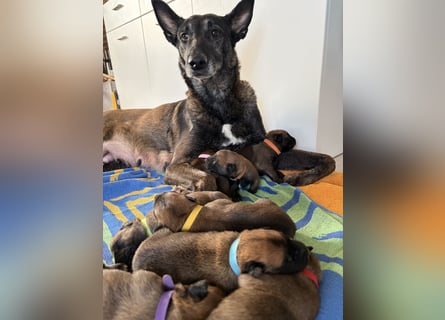 Malinois Welpen