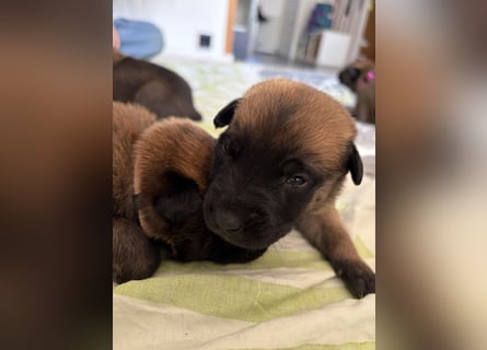 Malinois Welpen