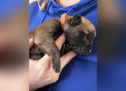 Malinois Welpen