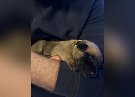 Malinois Welpen