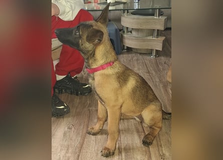 Malinois Hündin (06/2025)