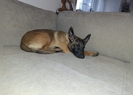 Malinois Hündin (06/2025)