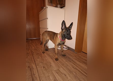 Malinois Hündin (06/2025)