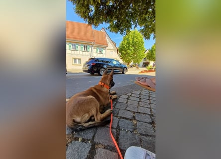 Malinois Junghund