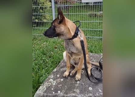 Malinois Junghund