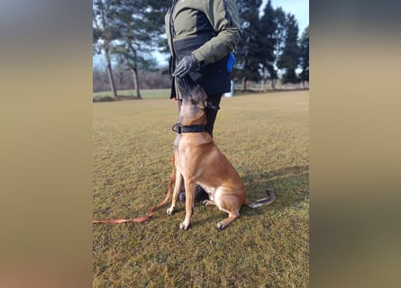 Malinois Junghund