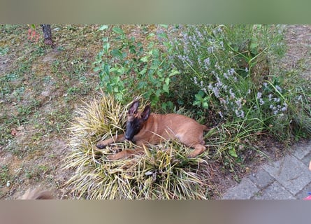 Malinois Junghund