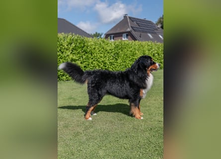 Berner Sennenhund Deckrüde