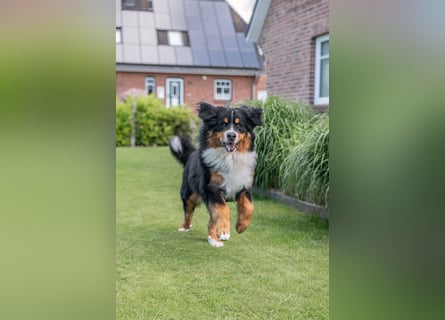 Berner Sennenhund Deckrüde