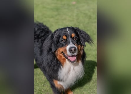 Berner Sennenhund Deckrüde