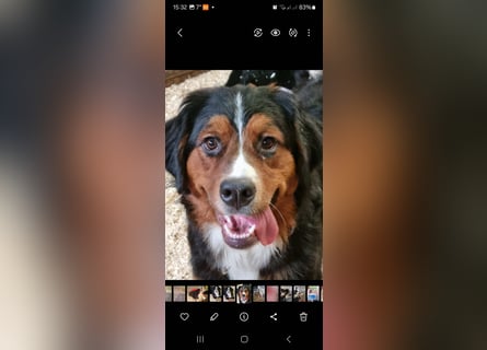 Wunderschöner Berner Sennenhund