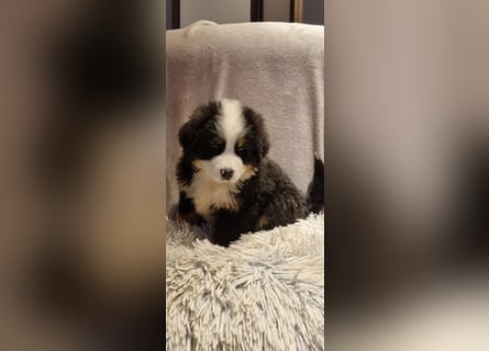 Wunderschöner Berner Sennenhund