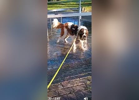 Bernhardiner Rüde, geb. 10.2022, Kastriert, sucht neues Zuhause