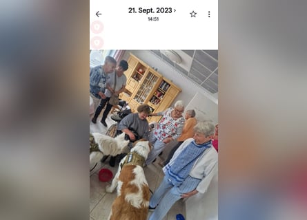 Bernhardiner Rüde, geb. 10.2022, Kastriert, sucht neues Zuhause