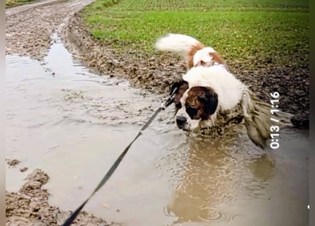 Bernhardiner Rüde, geb. 10.2022, Kastriert, sucht neues Zuhause