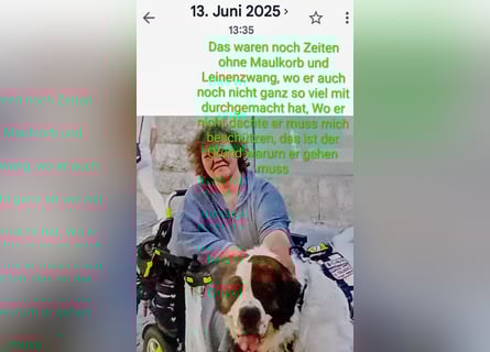 Bernhardiner Rüde, geb. 10.2022, Kastriert, sucht neues Zuhause