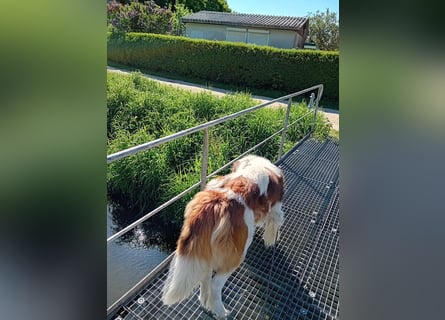 Bernhardiner Rüde, geb. 10.2022, Kastriert, sucht neues Zuhause