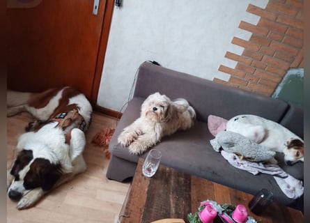 Bernhardiner Rüde, geb. 10.2022, Kastriert, sucht neues Zuhause