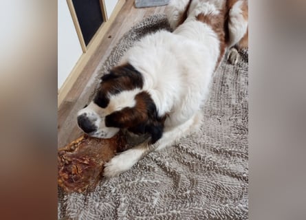 Bernhardiner Rüde, geb. 10.2022, Kastriert, sucht neues Zuhause