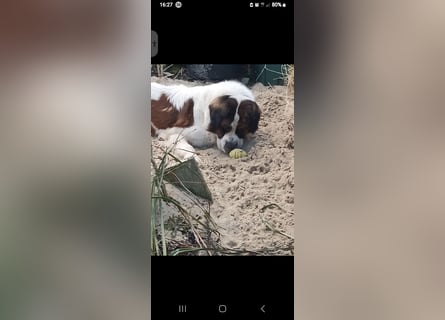 Bernhardiner Rüde, geb. 10.2022, Kastriert, sucht neues Zuhause