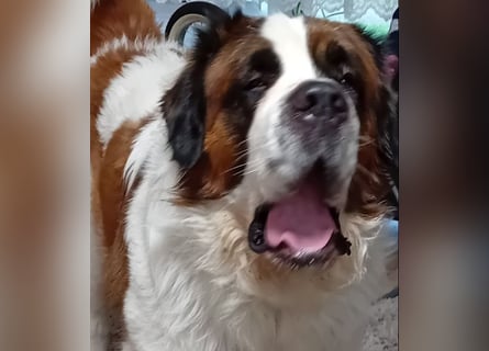 Bernhardiner Rüde, geb. 10.2022, Kastriert, sucht neues Zuhause