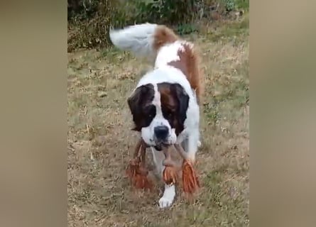 Bernhardiner Rüde, geb. 10.2022, Kastriert, sucht neues Zuhause