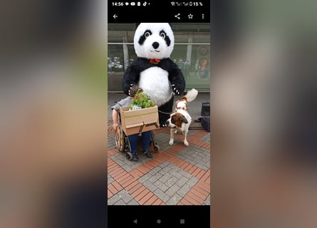 Bernhardiner Rüde, geb. 10.2022, Kastriert, sucht neues Zuhause