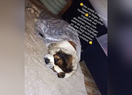 Bernhardiner Rüde, geb. 10.2022, Kastriert, sucht neues Zuhause