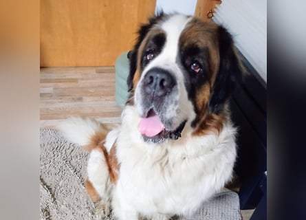 Bernhardiner Rüde, geb. 10.2022, Kastriert, sucht neues Zuhause
