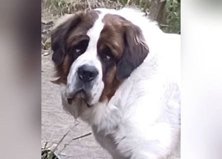 Bernhardiner Rüde, geb. 10.2022, Kastriert, sucht neues Zuhause