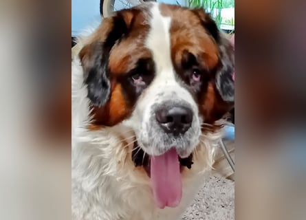 Bernhardiner Rüde, geb. 10.2022, Kastriert, sucht neues Zuhause