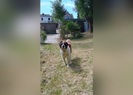 Bernhardiner Rüde, geb. 10.2022, Kastriert, sucht neues Zuhause