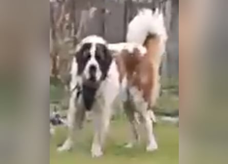 Bernhardiner Rüde, geb. 10.2022, Kastriert, sucht neues Zuhause