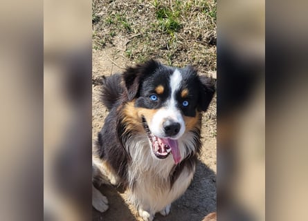 Wurfankündigung Australian shepherd welpen Mitte Mai