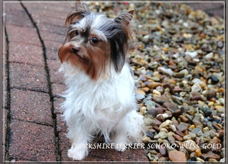 Yorkshire Terrier Hündinnen u. Rüden