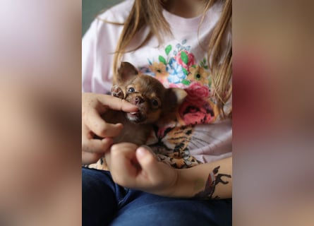 Supersüßes Mini Chihuahua Mädchen