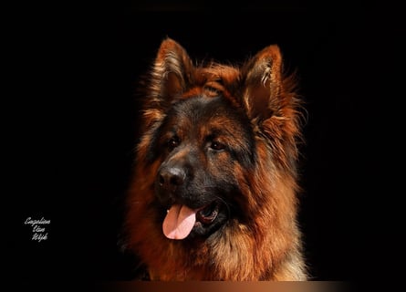 Deutscher Schäferhund