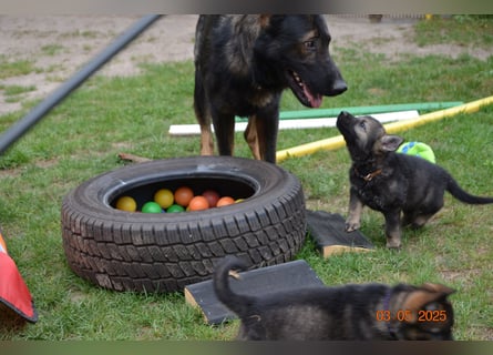 Dunkelgraue Schäferhunde aus Kör-u.Leistungzucht