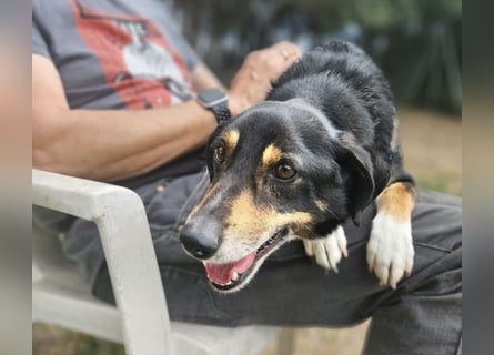 Nando: kleiner Anfängerhund