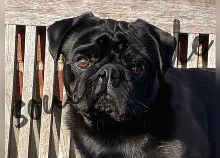 Mops 2.0 Welpen, Rüde, 13 Wochen, Ahnentafel CfdM / VDH / FCI