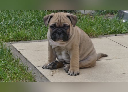 Zuckersüße Freiatmige Bulldoggenwelpen