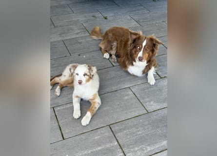 Australian Shepherd Welpin klein kurzhaar blaue Augen