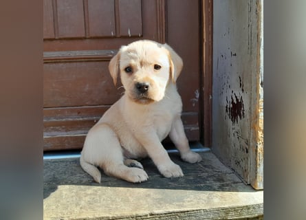 Reinrassige Labradorwelpen