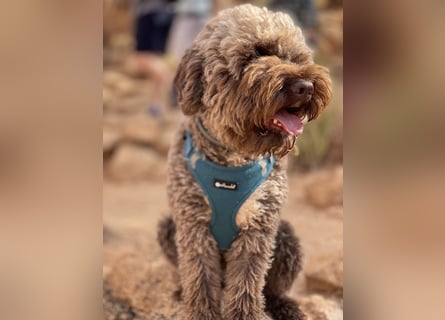 Lagotto Romagnolo Welpen reinrassige