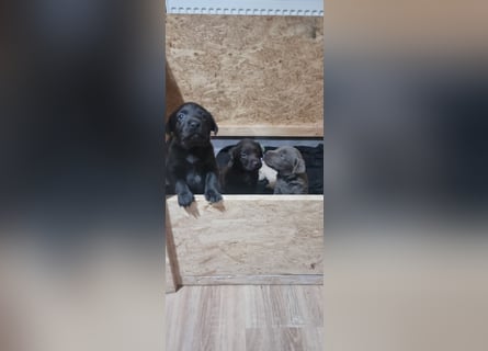 Reinrassige Labrador Welpen Arbeitslinie