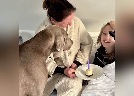 Weimaraner-Mix Welpen aus liebevoller Verpaarung – 12 kleine Wunder suchen ihr Zuhause