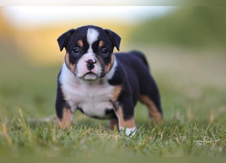 Unglaublich schöne American Bully Welpen!