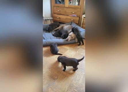 Welpen Labradoodle F1 Braun Groß Könispudel x Labrador