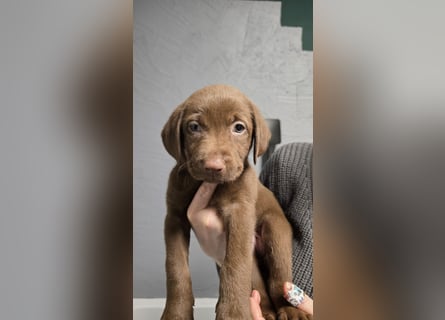 Labradorwelpen suchen ihre neue Familie